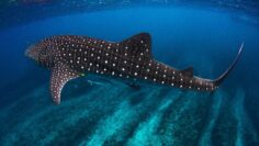 φαλαινοκαρχαρίας_ilovepatrida