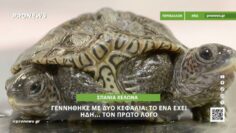 Η σπάνια χελώνα που γεννήθηκε με δύο κεφάλια: Το ένα έχει ήδη… τον πρώτο λόγο